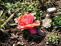 Renoncule - Ranunculus Hederaceus (fam Renonculacees) (01) (Photo F. Mrugala)